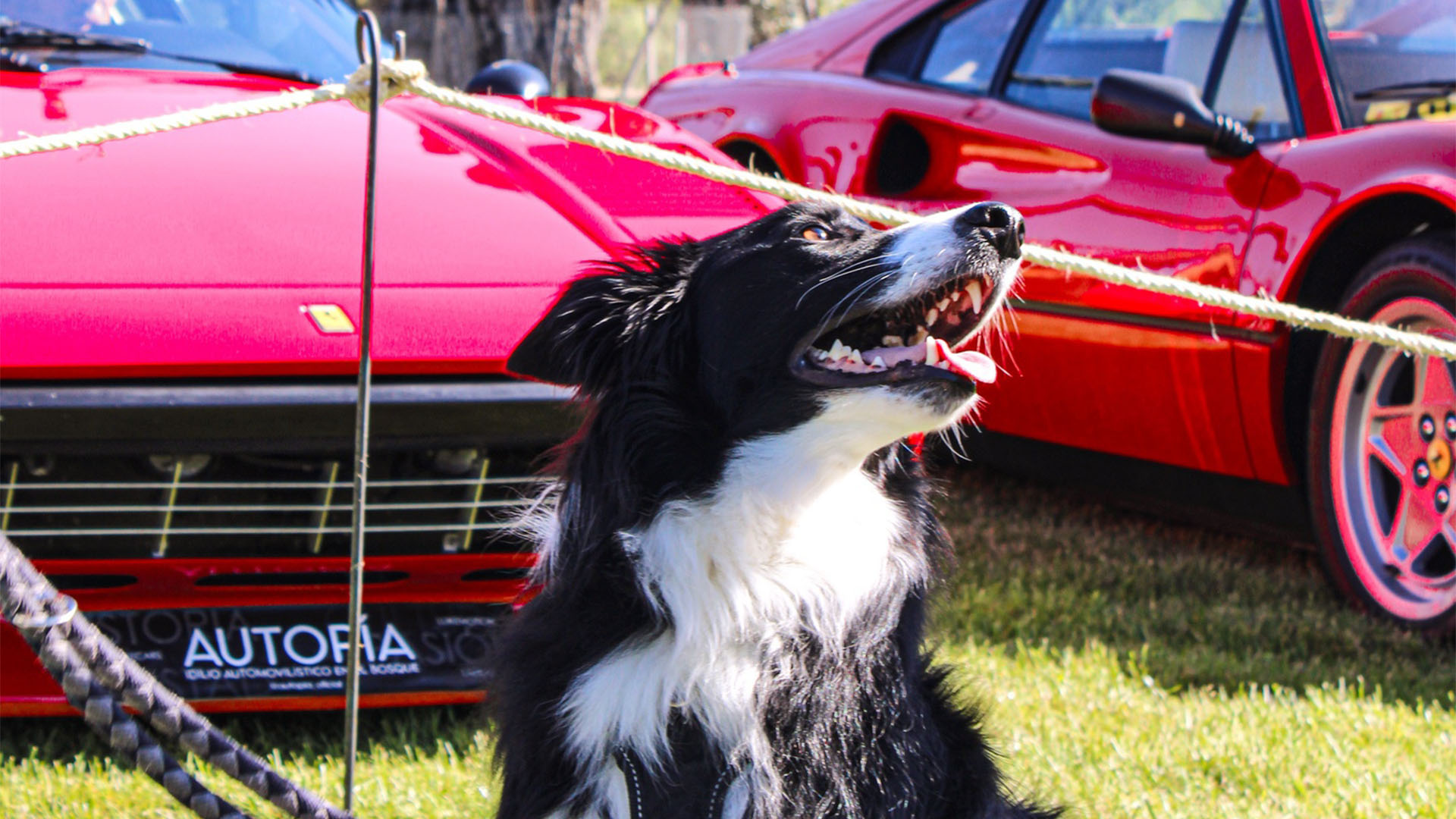 autopia gos